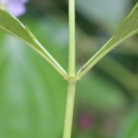 Ruellia tuberosa L.